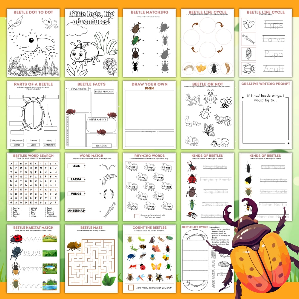 PLR Beetle Life Cycle and Activity Bundle