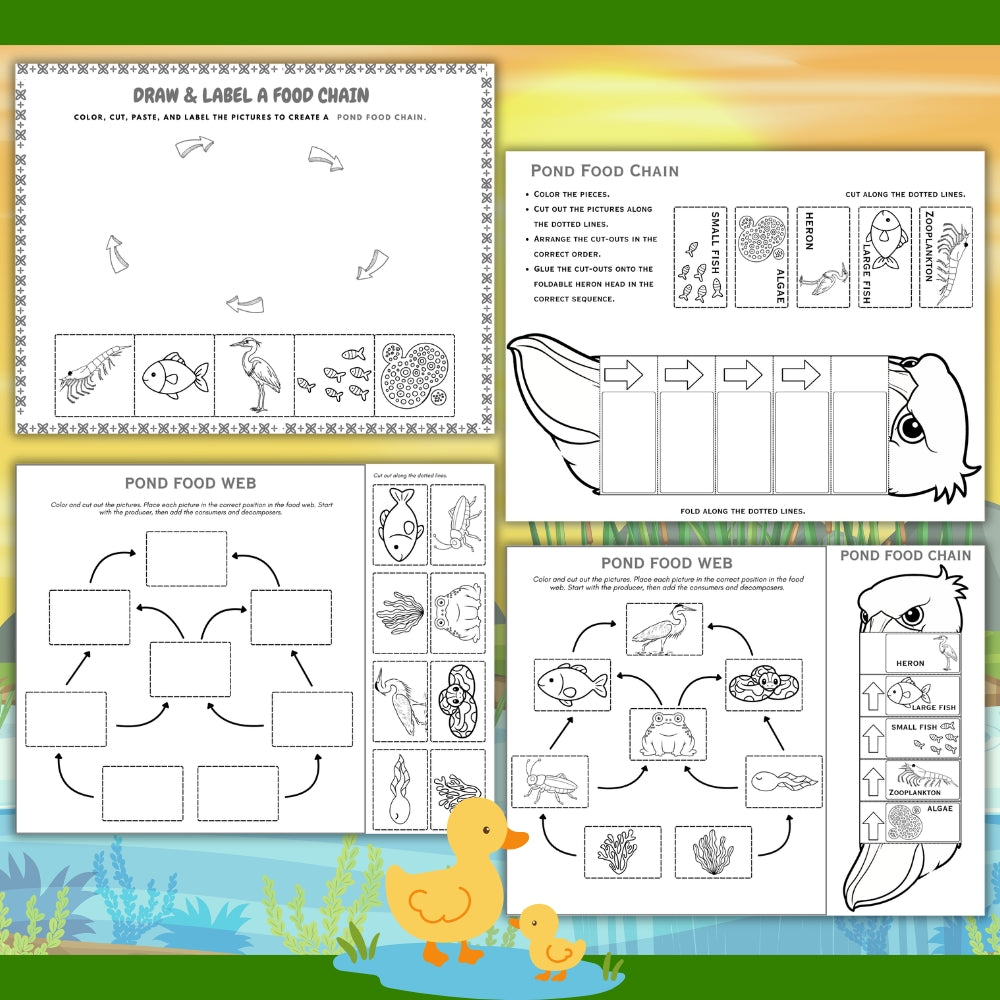 PLR Printable Pond Food Web and Food Chain